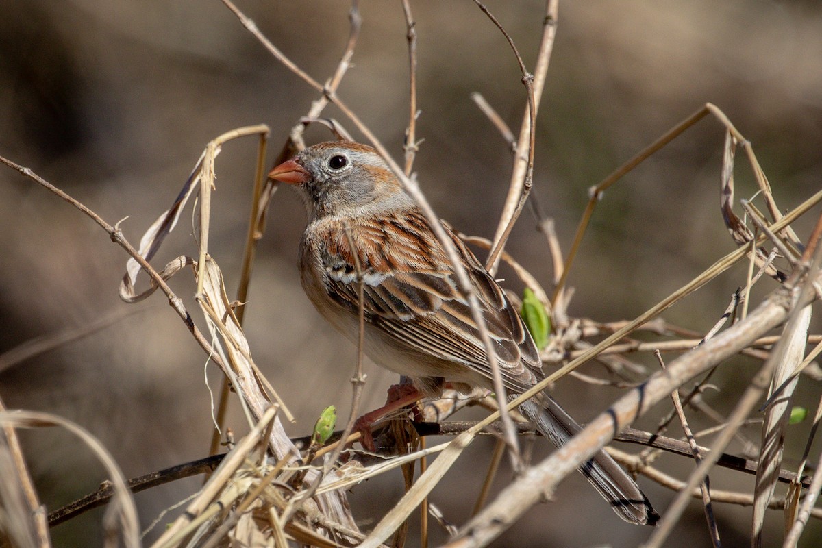 Field Sparrow - Michael Warner