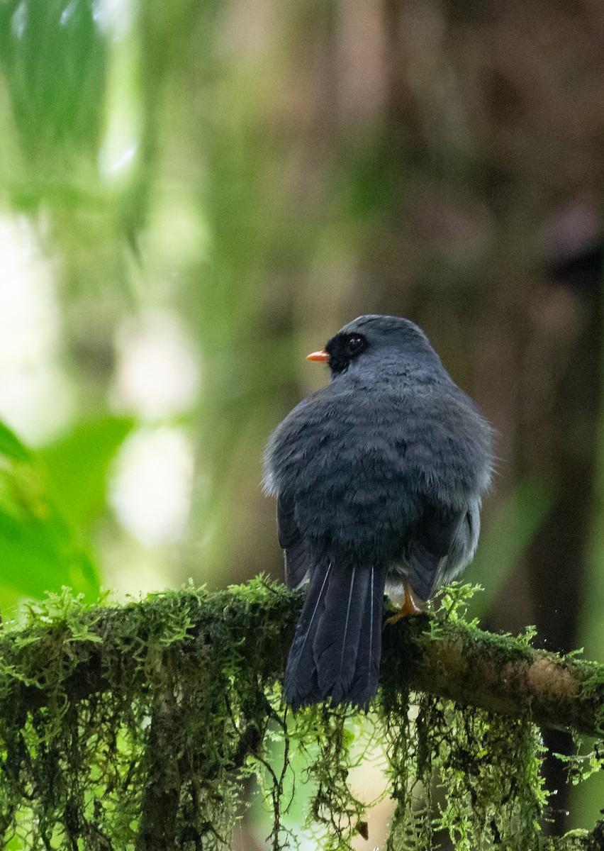 Black-faced Solitaire - ML152737651
