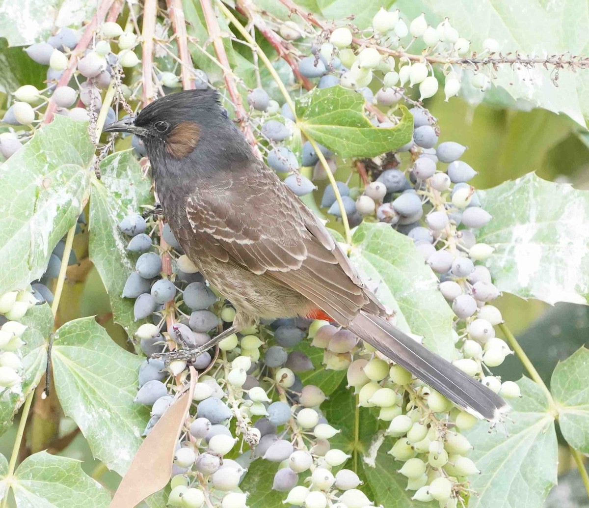 Red-vented Bulbul - ML152737821