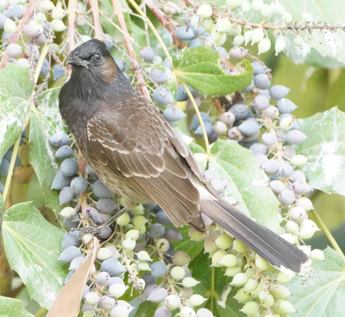 Red-vented Bulbul - ML152737831