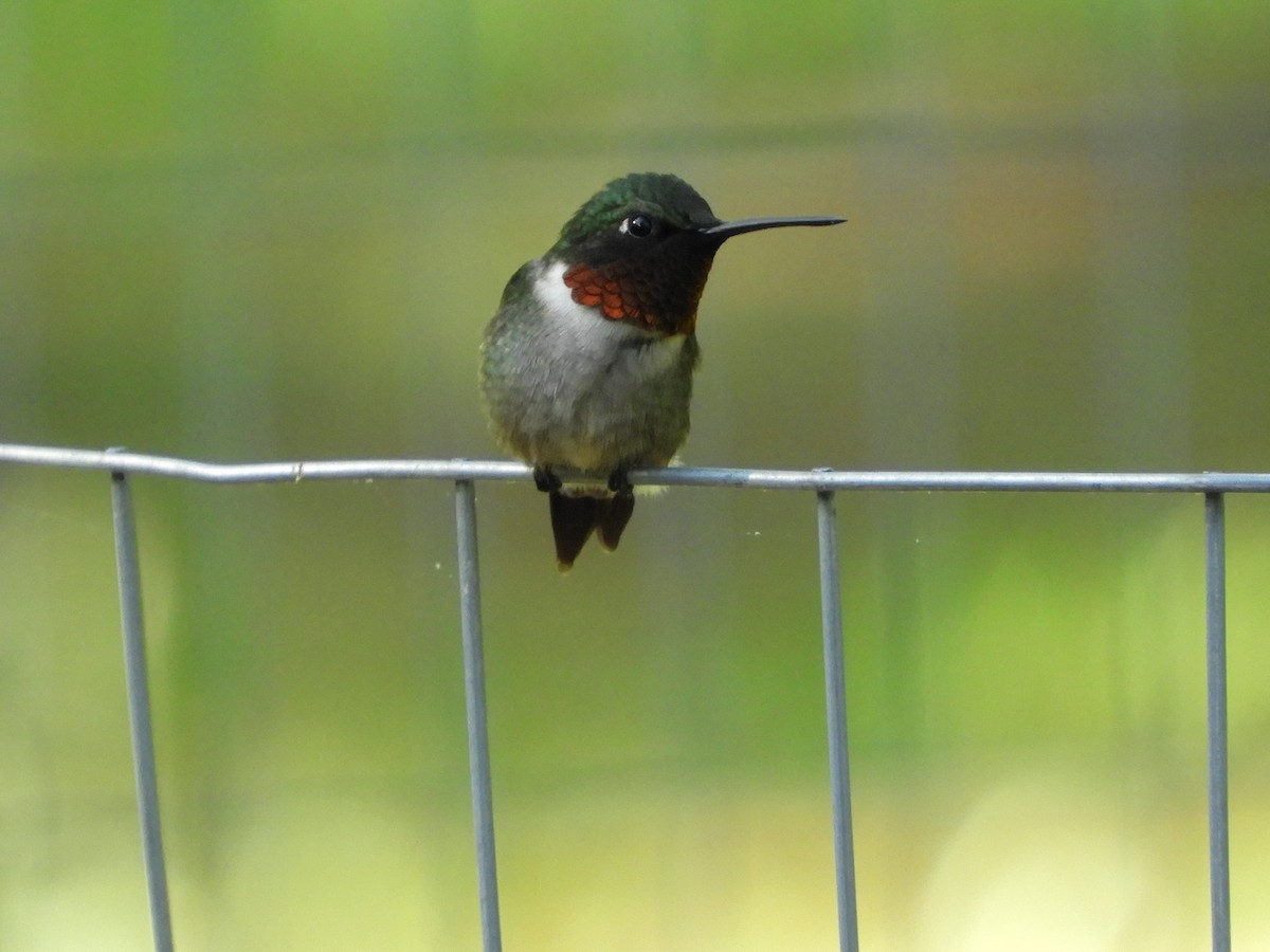 Ruby-throated Hummingbird - Jennifer  Shockley