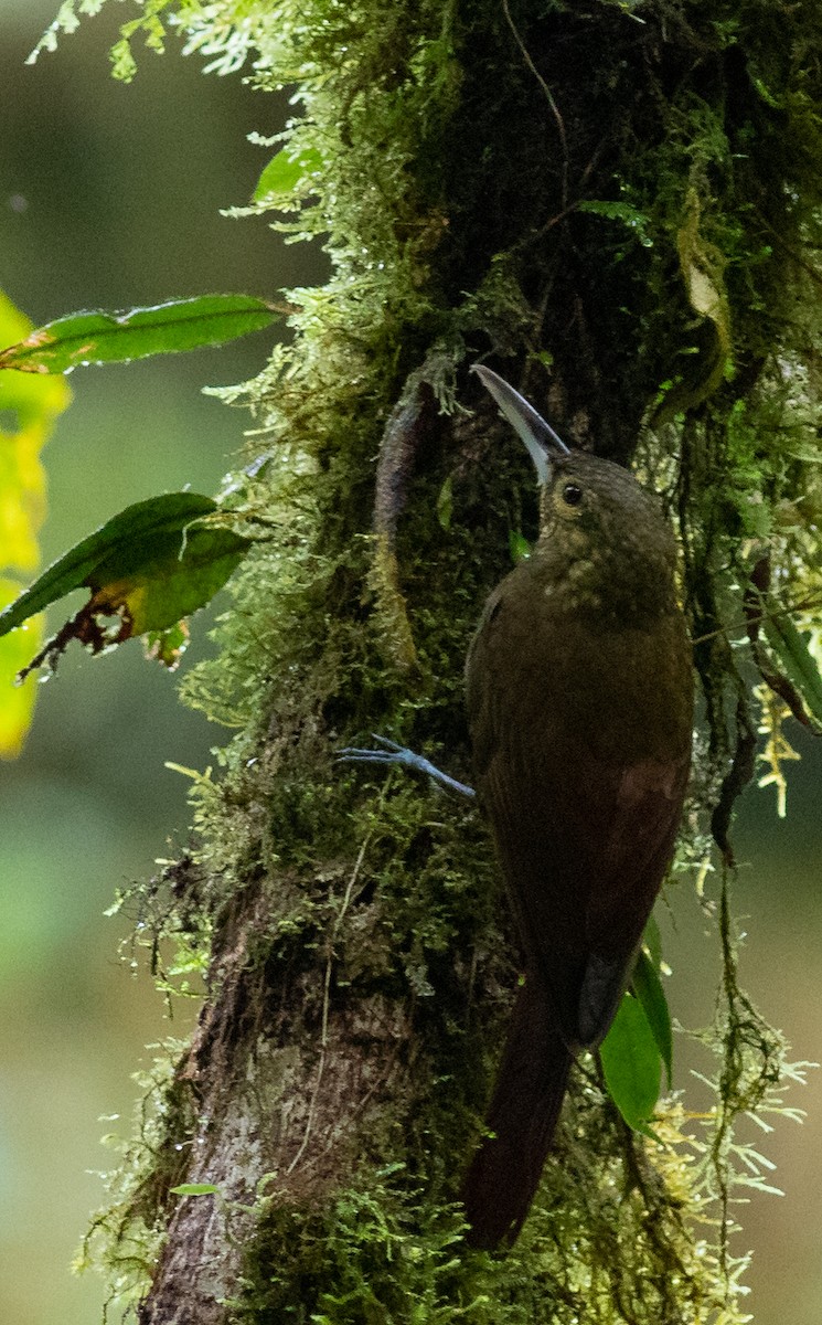 Spotted Woodcreeper - ML152737931