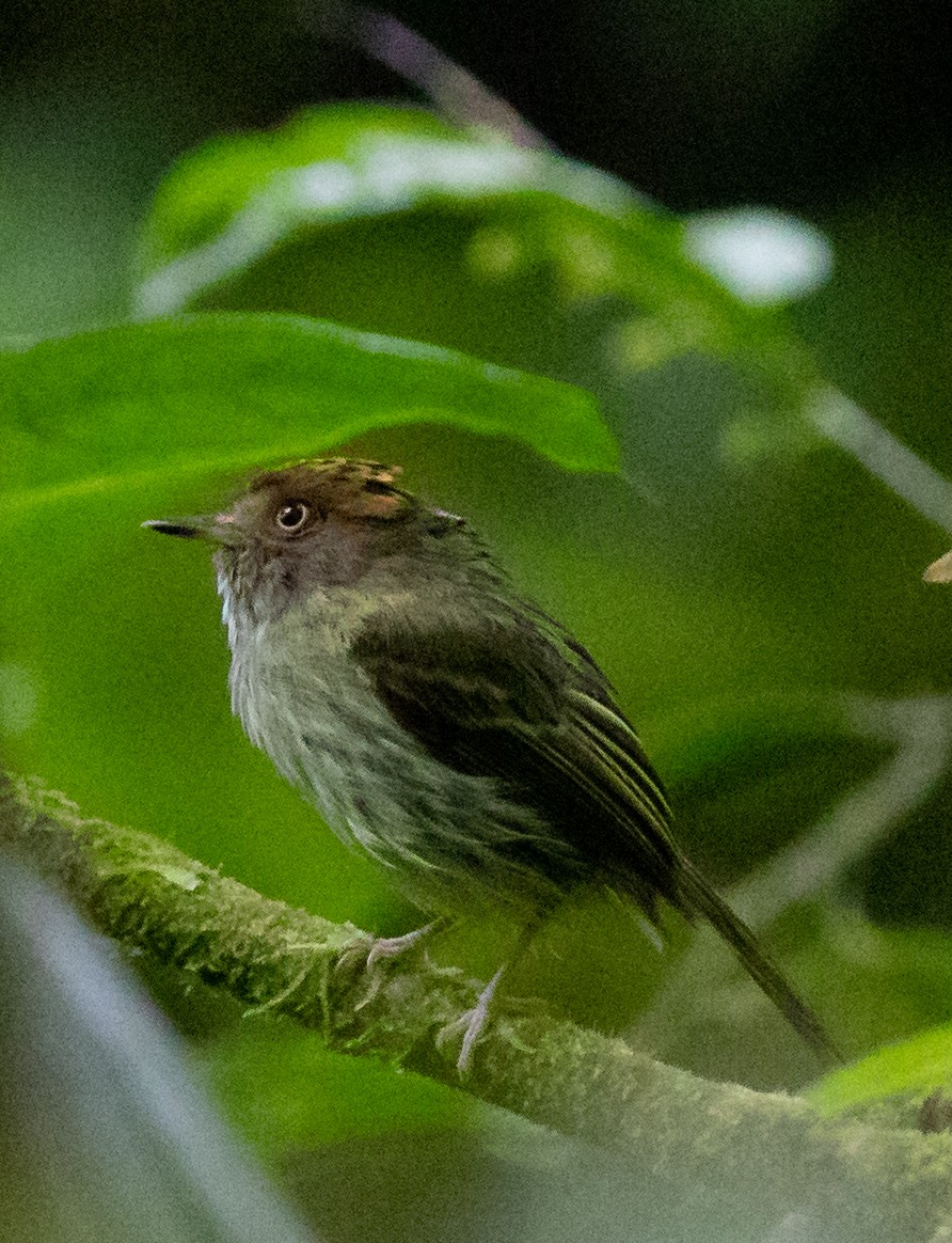 Scale-crested Pygmy-Tyrant - Oliver Burton