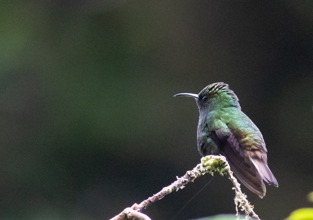kolibřík měděnohlavý - ML152738011