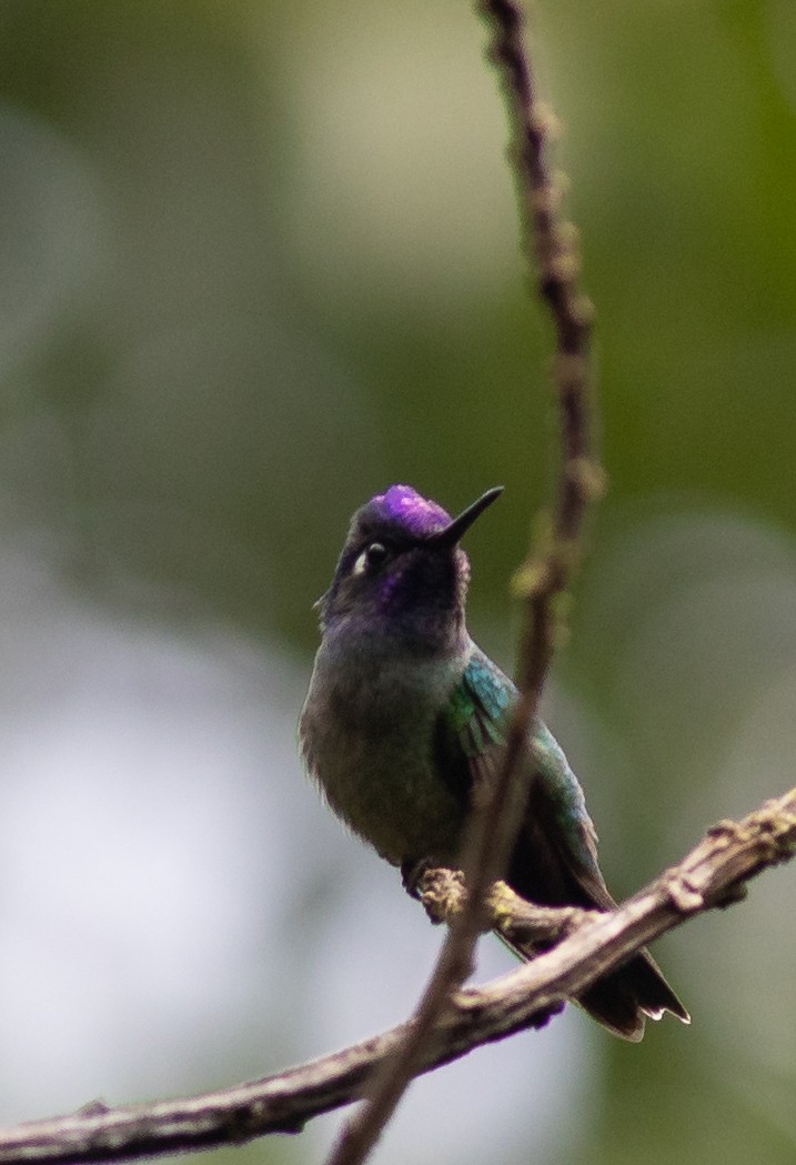 Violet-headed Hummingbird - Oliver Burton