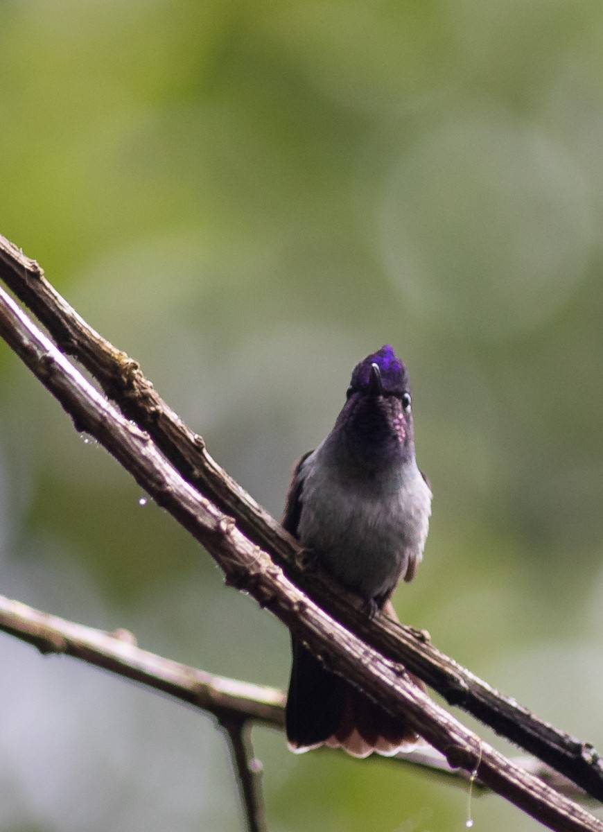 Violet-headed Hummingbird - ML152738051