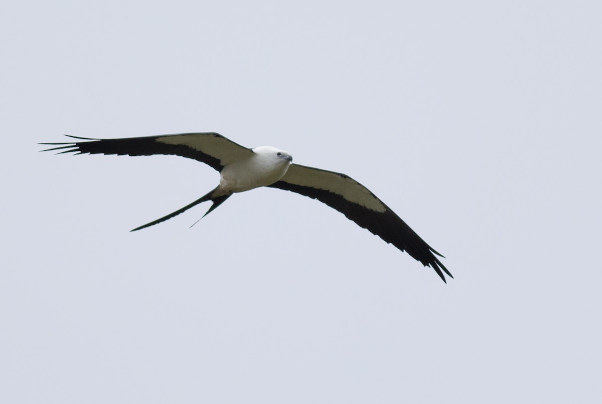Swallow-tailed Kite - ML152738131