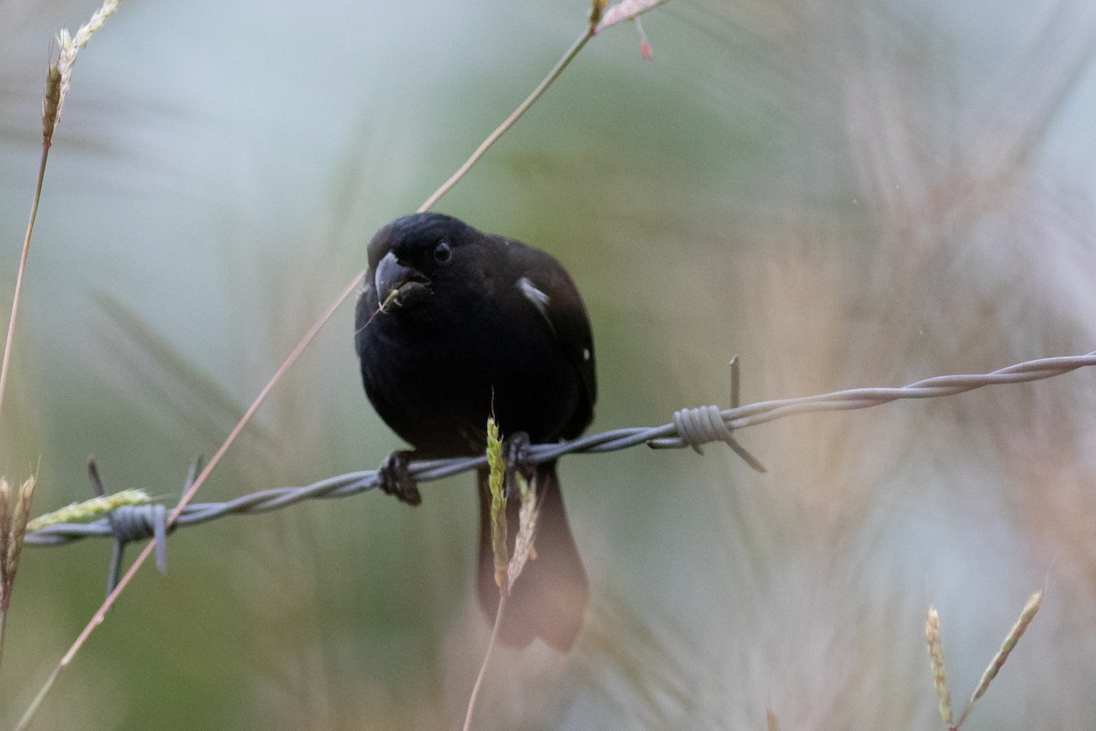 Variable Seedeater - ML152738151