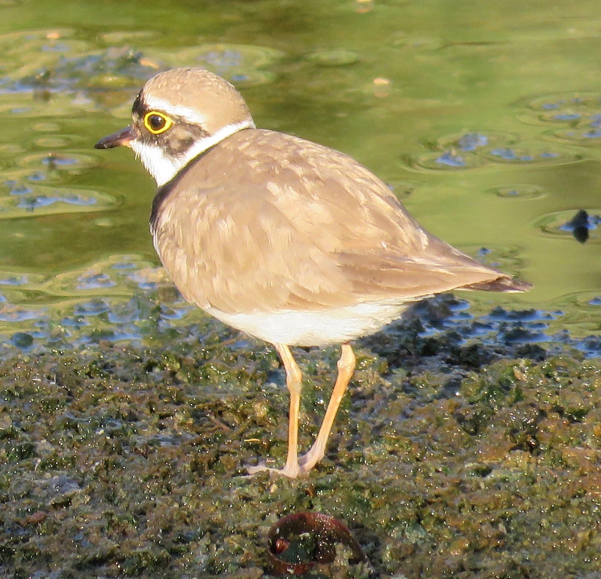 Little Ringed Plover - Brian James