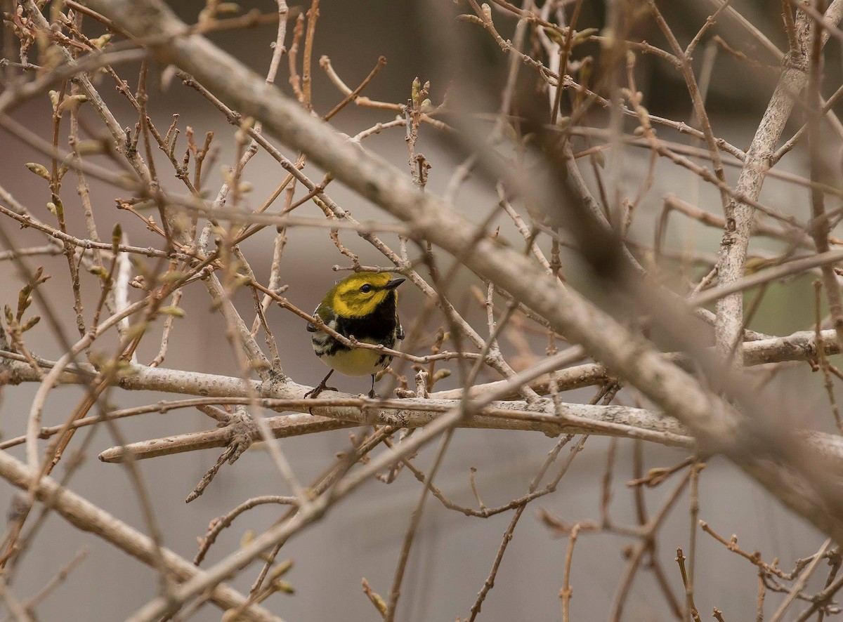 Black-throated Green Warbler - Nova Scotia Bird Records