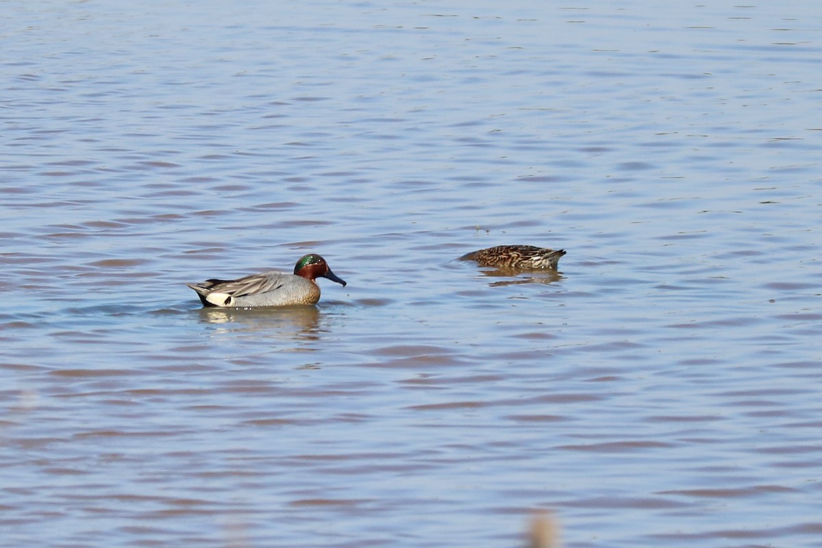 Green-winged Teal - ML152739911