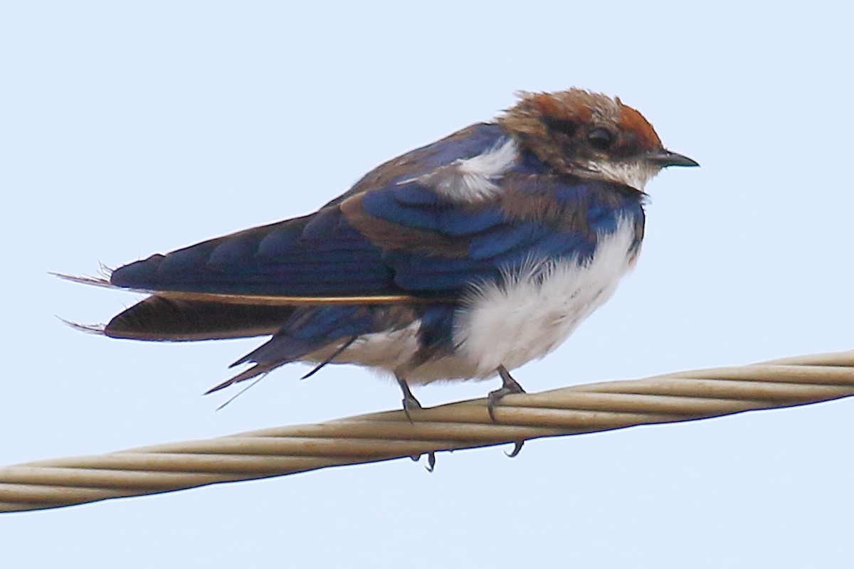 Wire-tailed Swallow - ML152740911