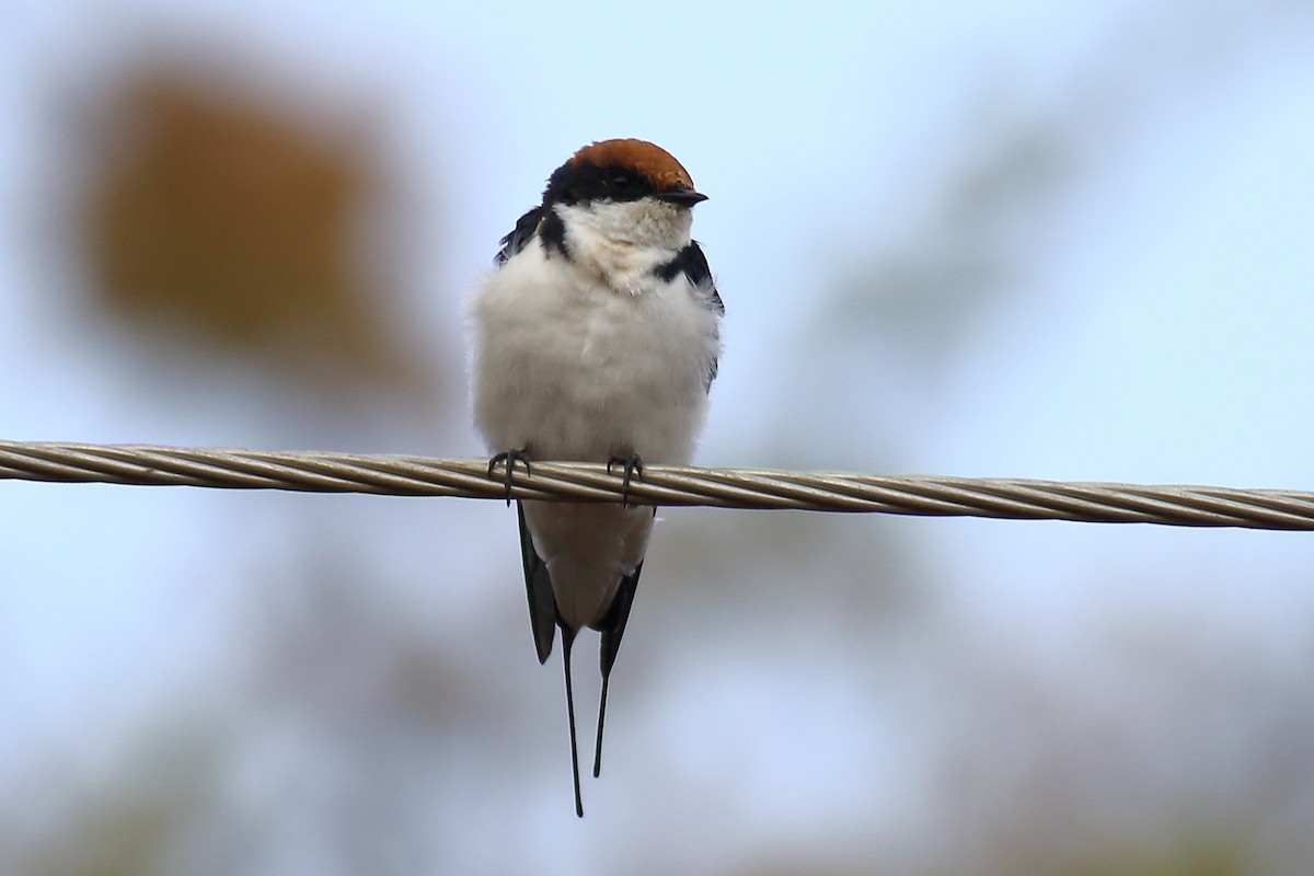 Wire-tailed Swallow - Amarendra Konda