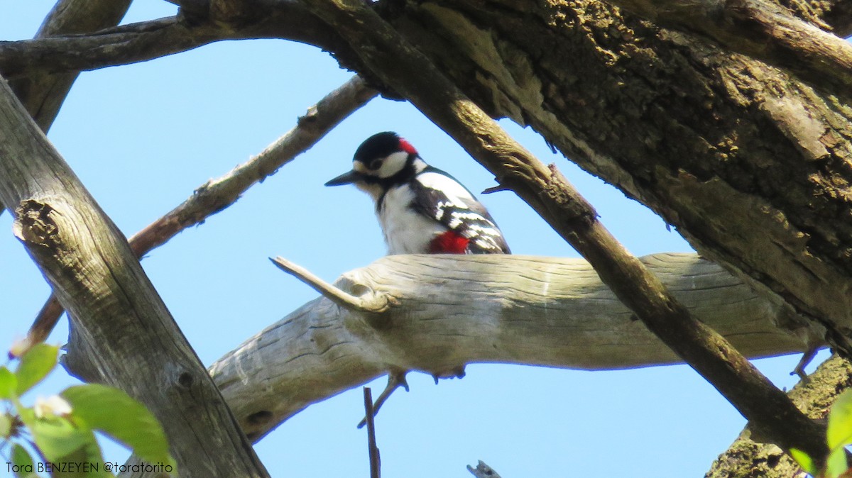 Great Spotted Woodpecker - Tora BENZEYEN
