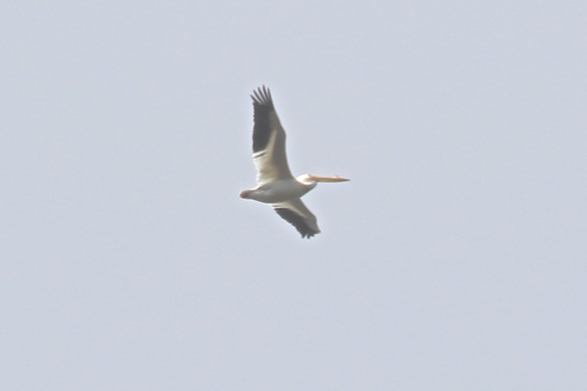 pelikán severoamerický - ML152741391