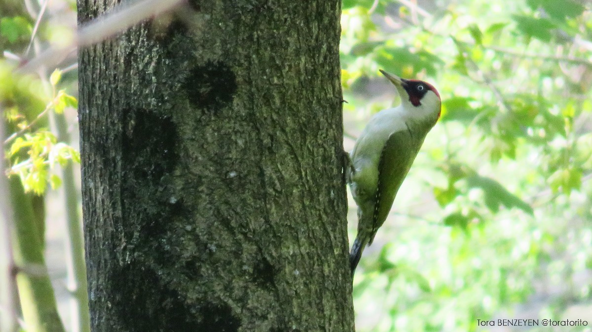 Eurasian Green Woodpecker - ML152741431