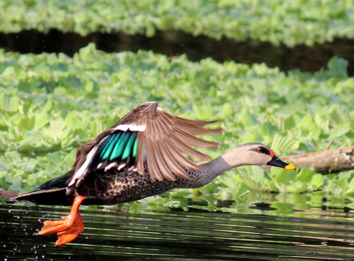 Indian Spot-billed Duck - CHANDRA BHUSHAN
