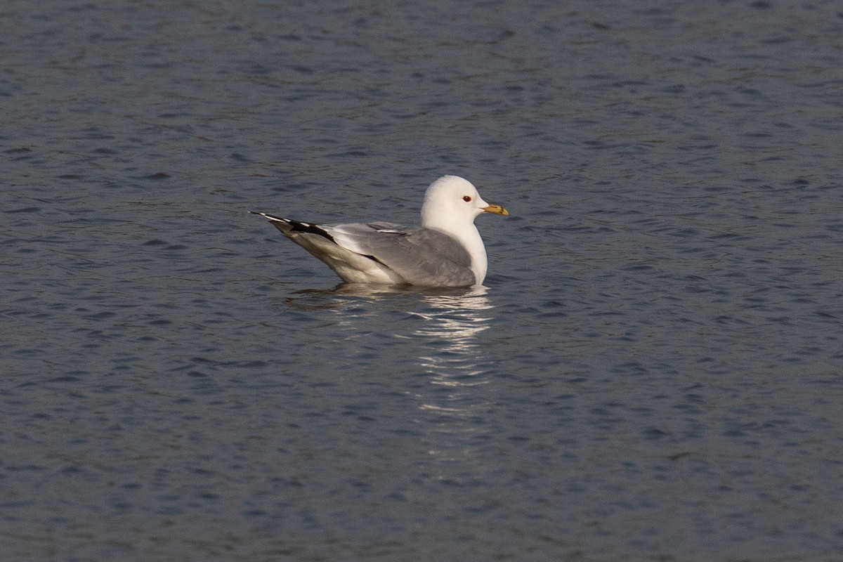 Common Gull - James Kennerley