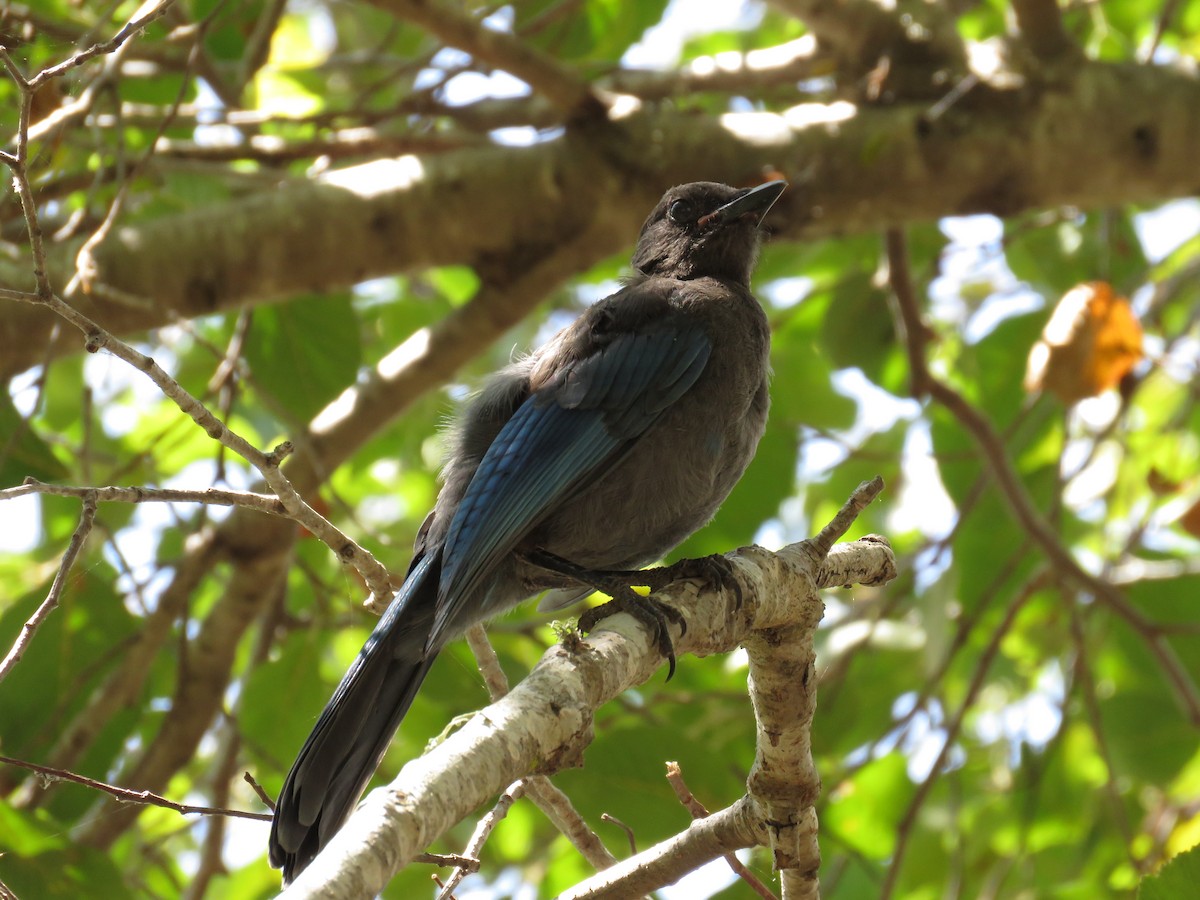 Steller's Jay - Archie Jiang