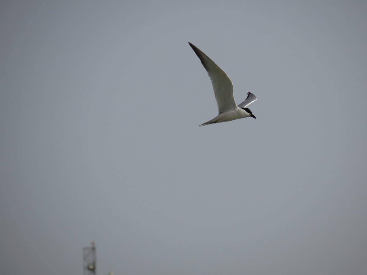 Gull-billed Tern - ML152744971