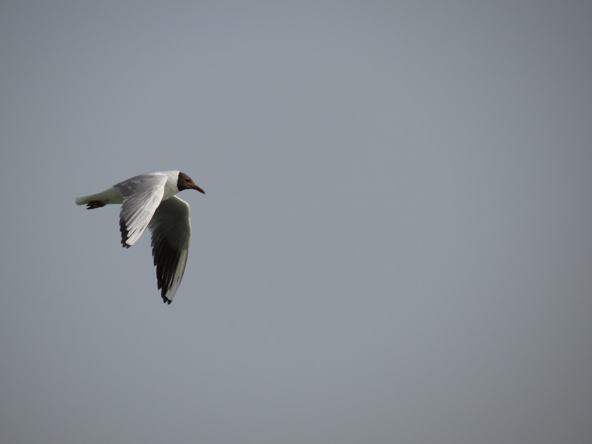 Mouette rieuse - ML152745011