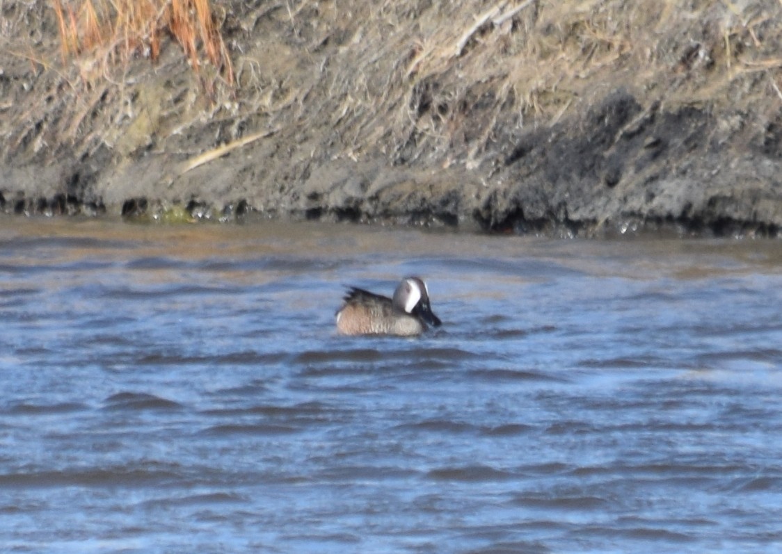 Blue-winged Teal - ML152745141