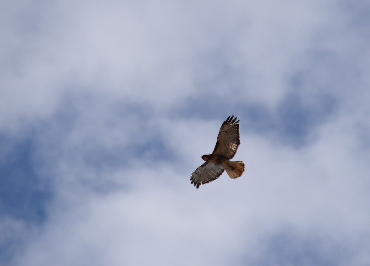 Red-tailed Hawk - ML152745431