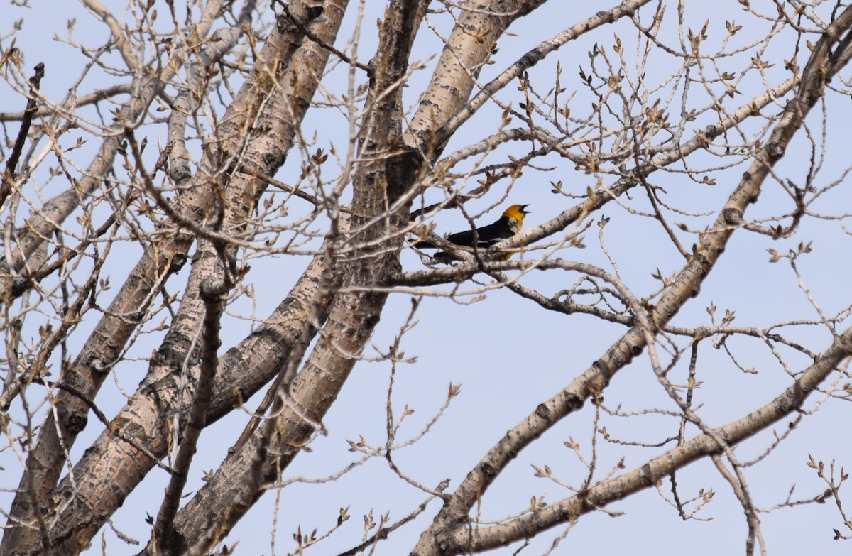 Yellow-headed Blackbird - ML152745571