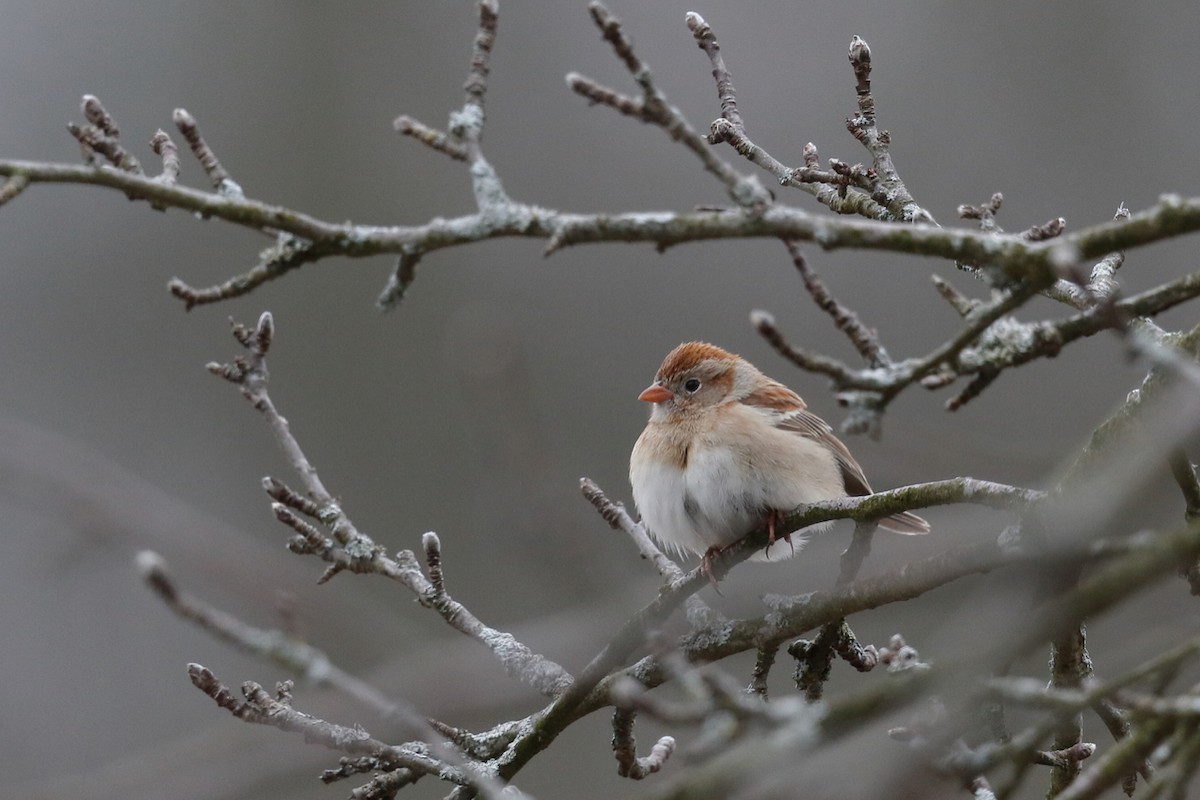 Field Sparrow - Doug  Ward