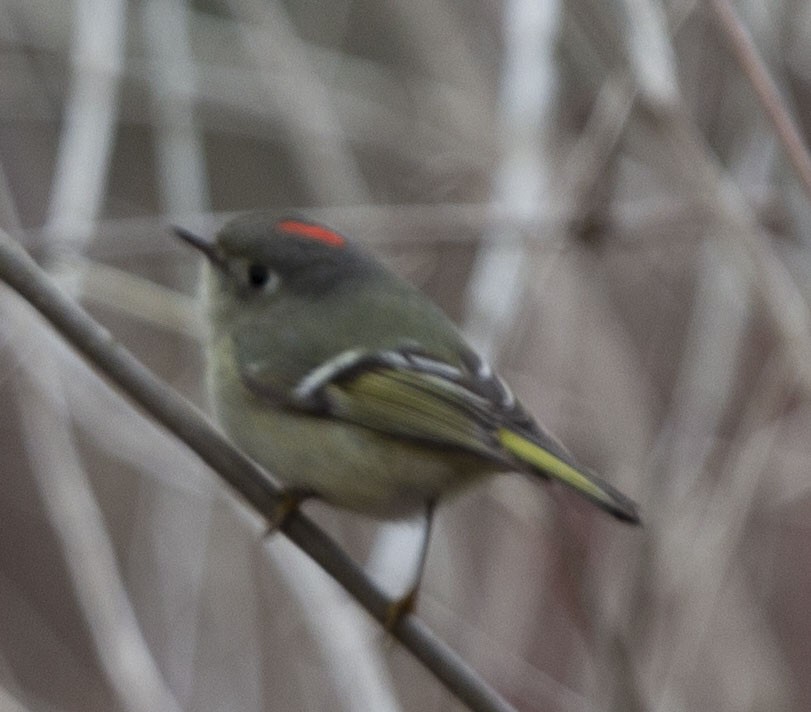 Ruby-crowned Kinglet - Andrew Sibbald
