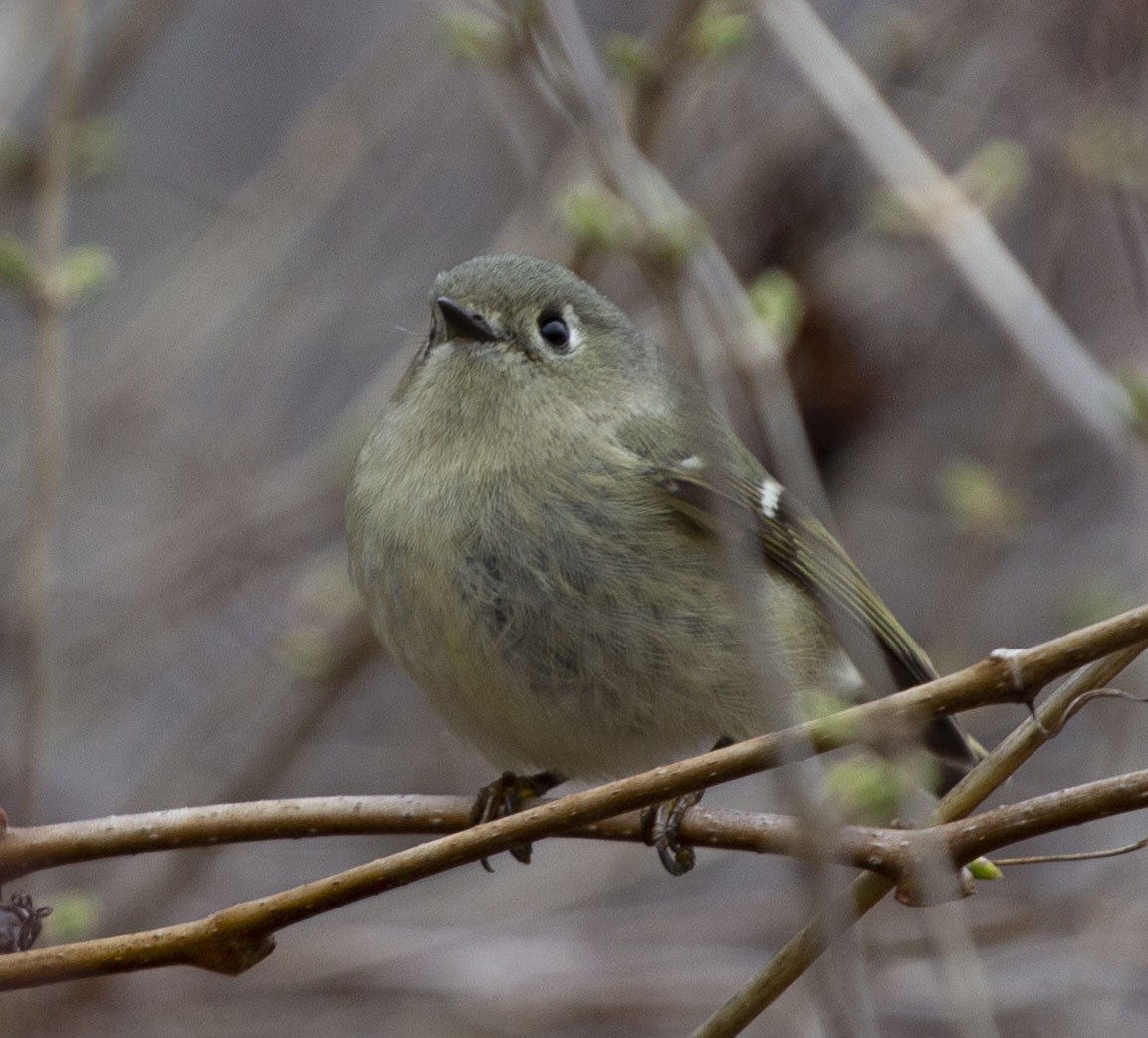 Ruby-crowned Kinglet - Andrew Sibbald