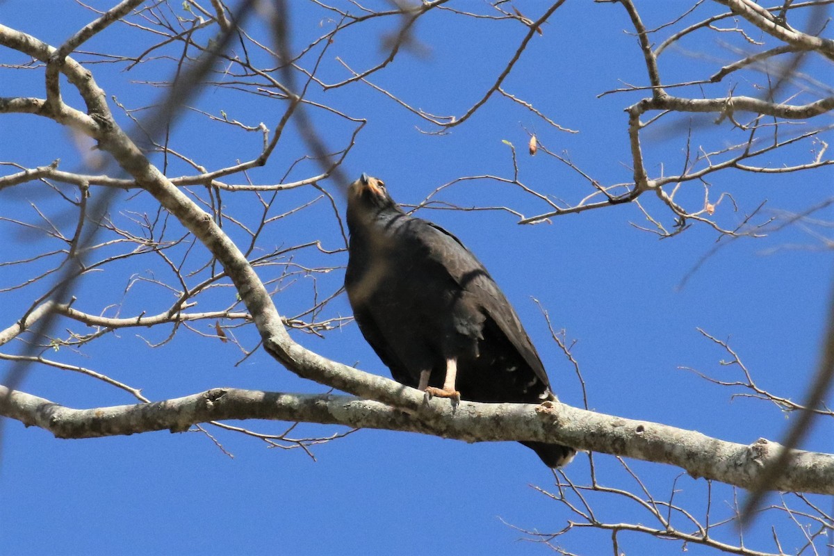 Common Black Hawk - Dan Orr