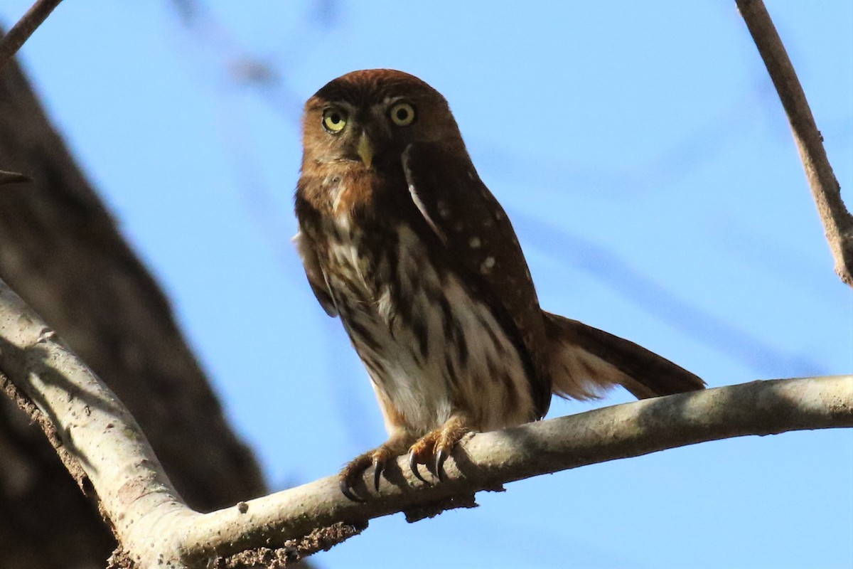 Ferruginous Pygmy-Owl - Dan Orr