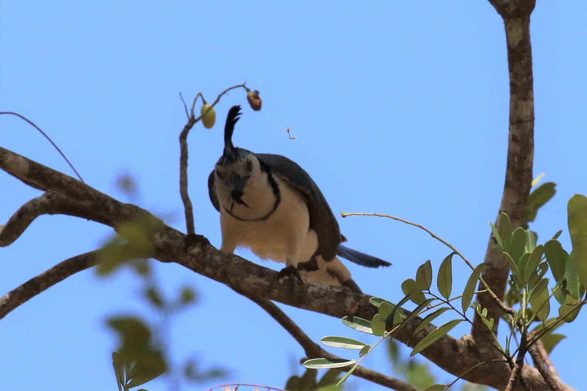 White-throated Magpie-Jay - ML152748011