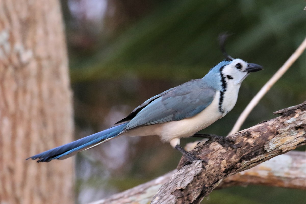 White-throated Magpie-Jay - ML152748041