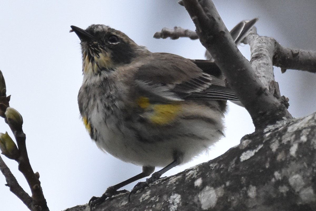 Yellow-rumped Warbler - Timothy Carstens