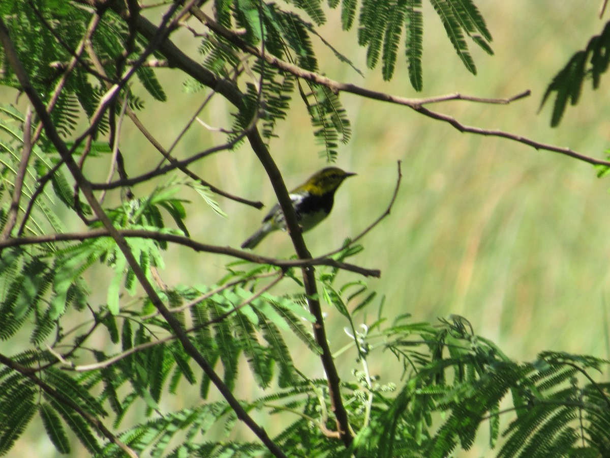 Black-throated Green Warbler - Caleb Helsel