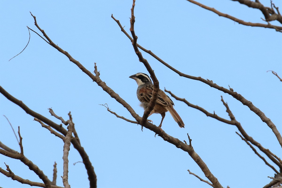 Stripe-headed Sparrow - Dan Orr