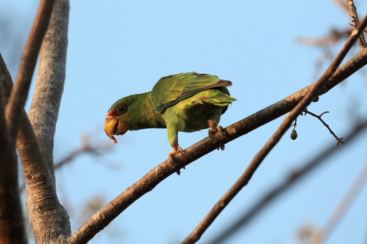 Red-lored Parrot - Allen Schenck