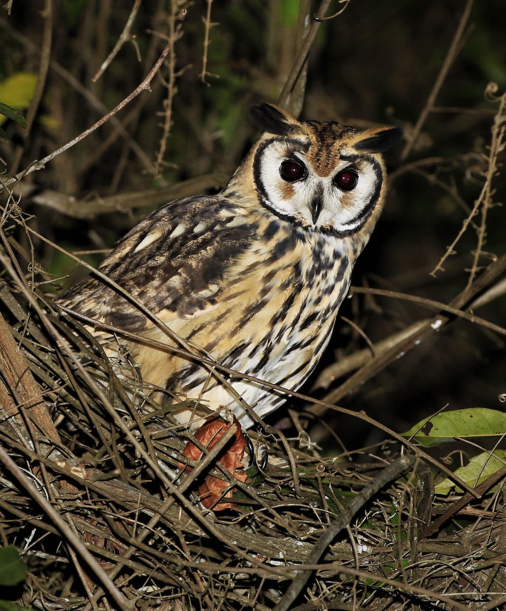 Striped Owl - Fernanda Fernandex