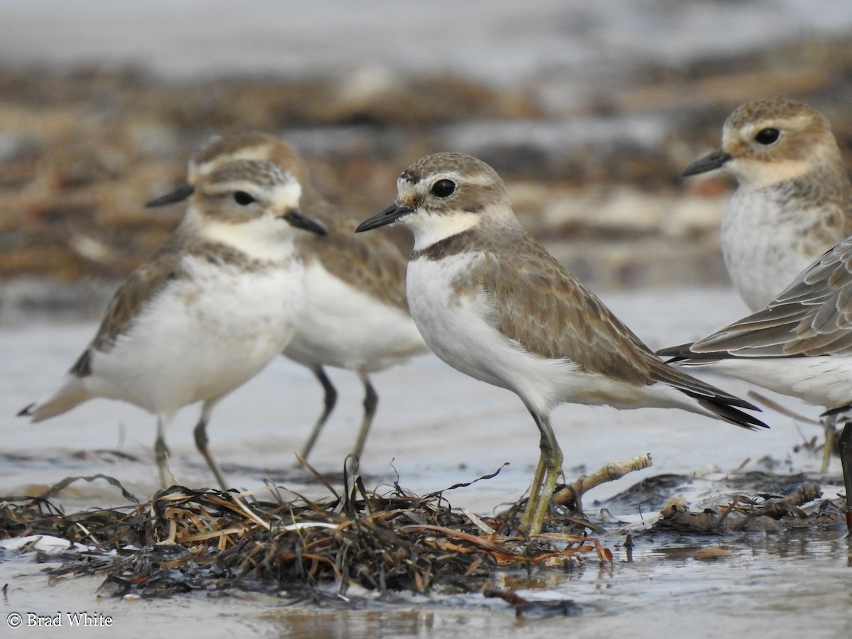 Double-banded Plover - Brad White