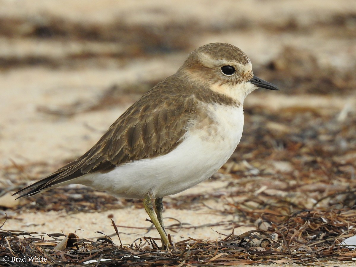 Double-banded Plover - ML152750771