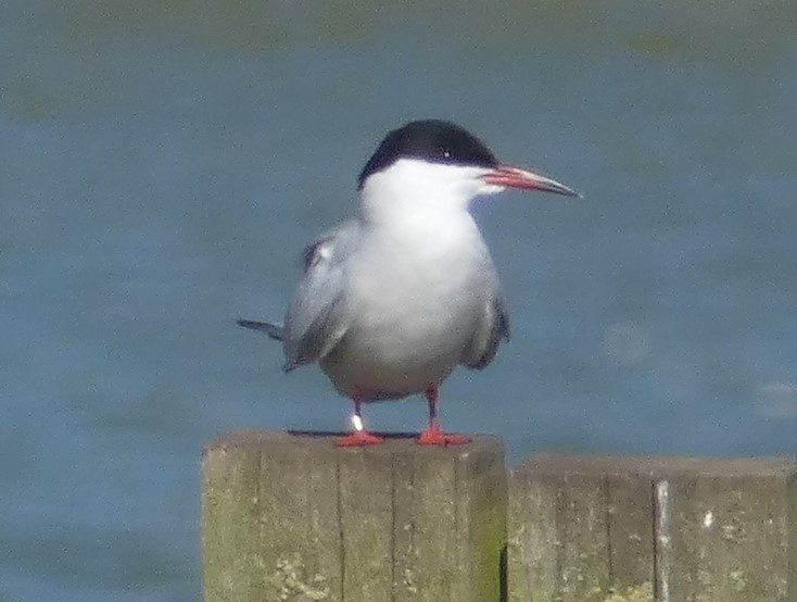 Common Tern - Alan Younger