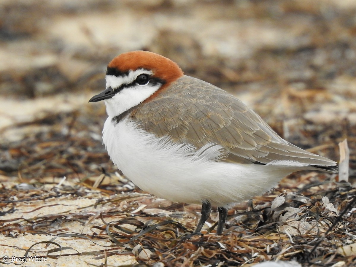 Red-capped Plover - ML152750861