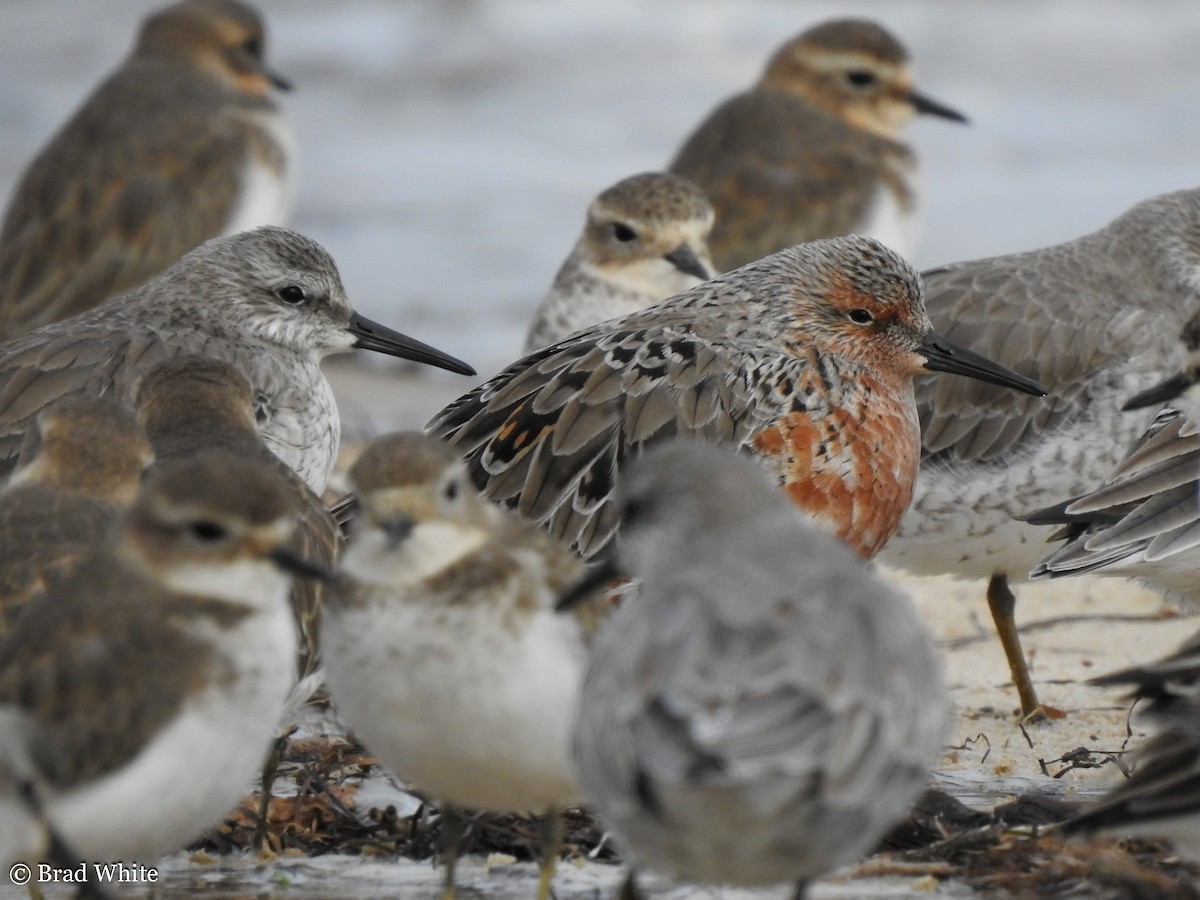 Red Knot - ML152750921