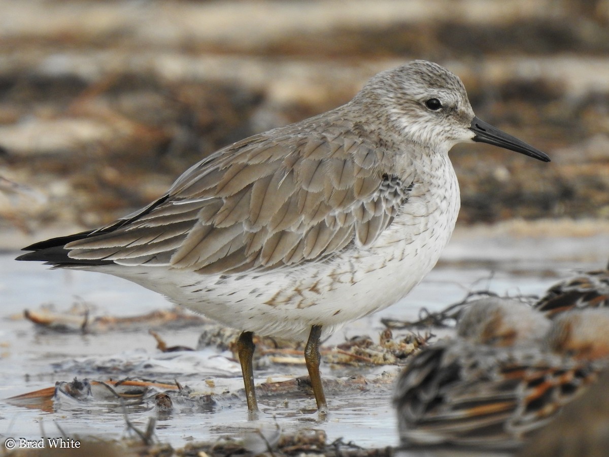 Red Knot - ML152750981