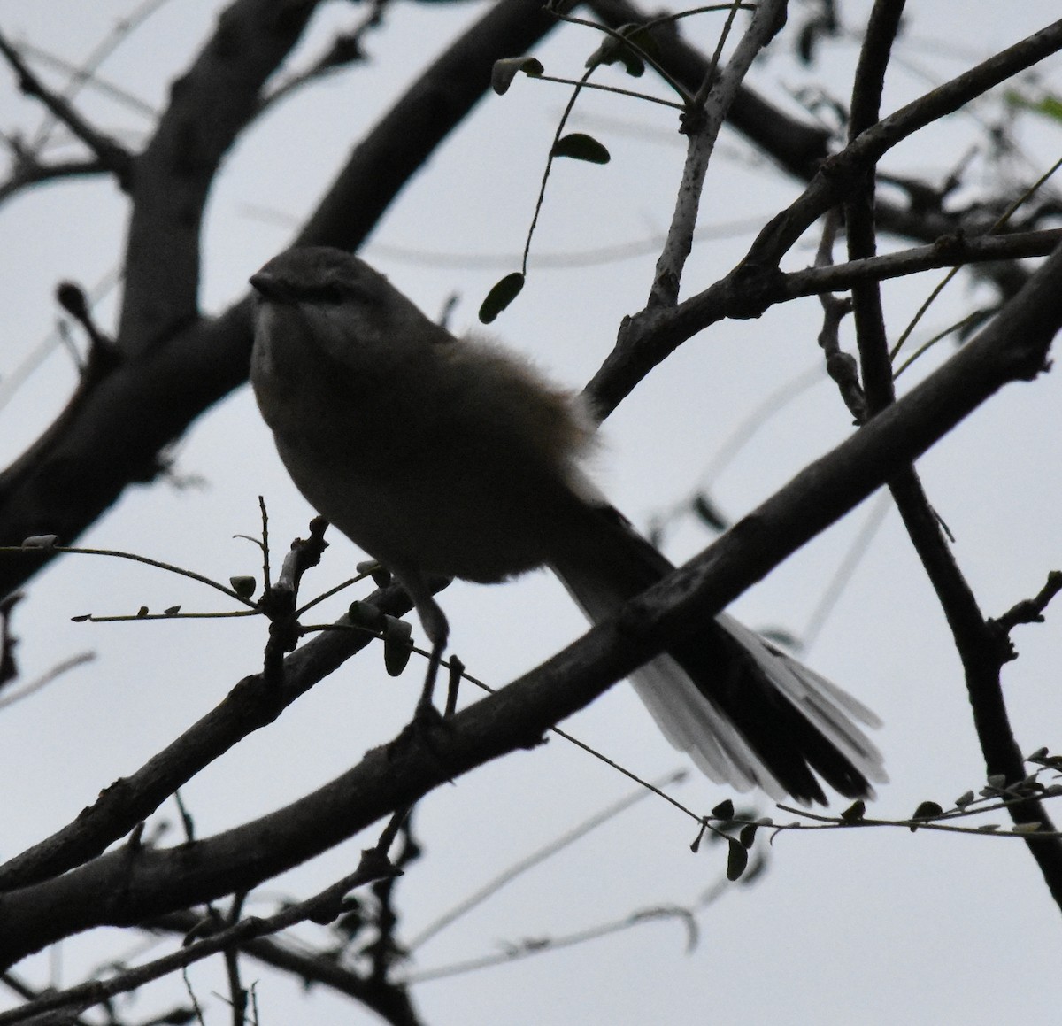 White-banded Mockingbird - andres ebel