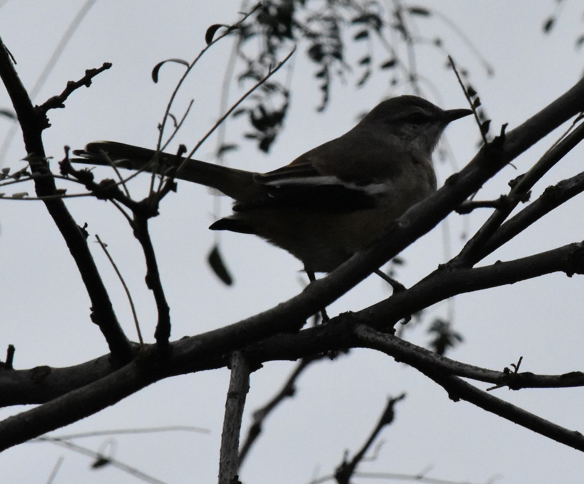White-banded Mockingbird - ML152751891