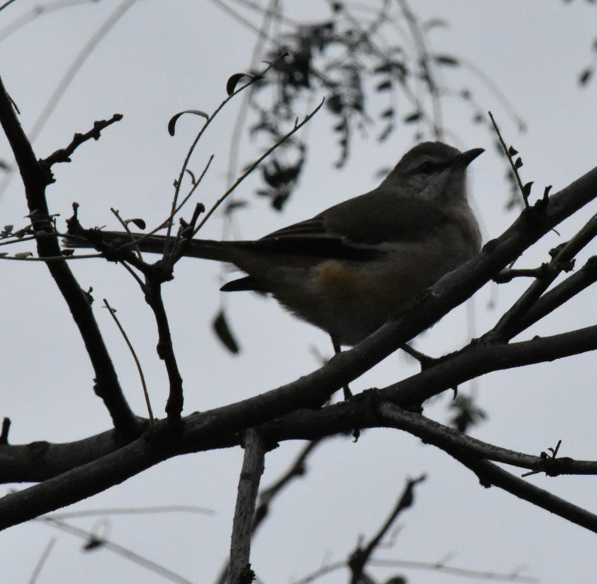 White-banded Mockingbird - andres ebel