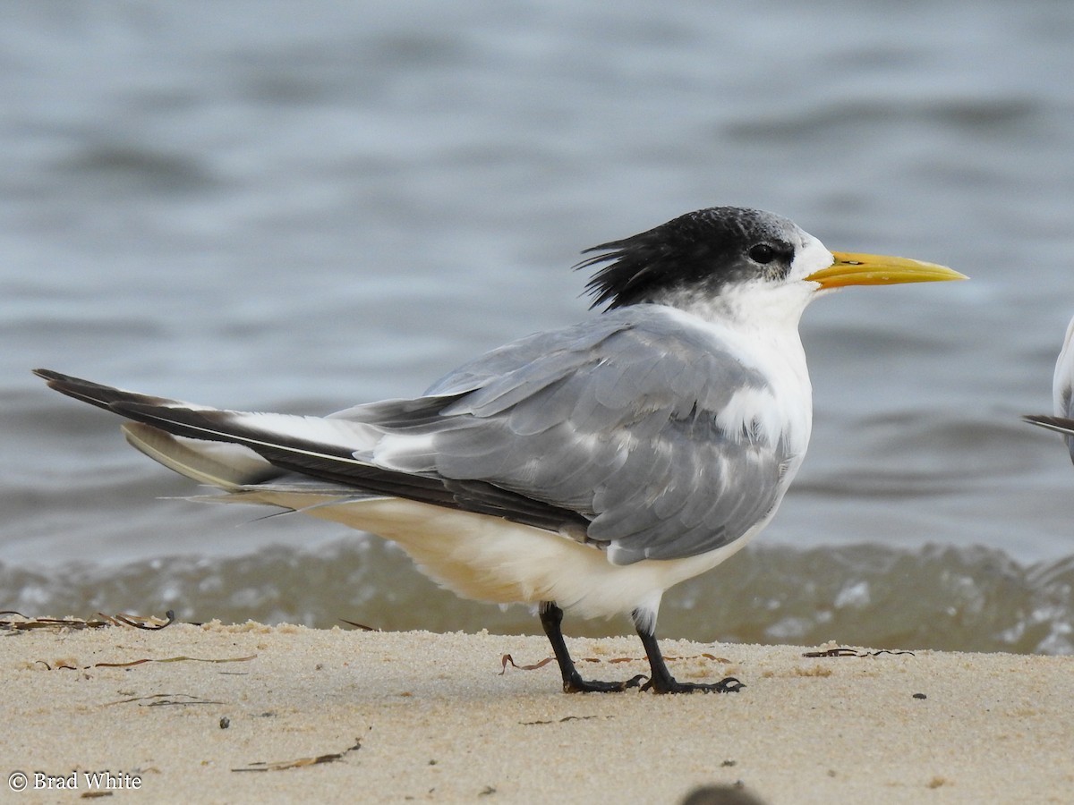 Great Crested Tern - ML152752141